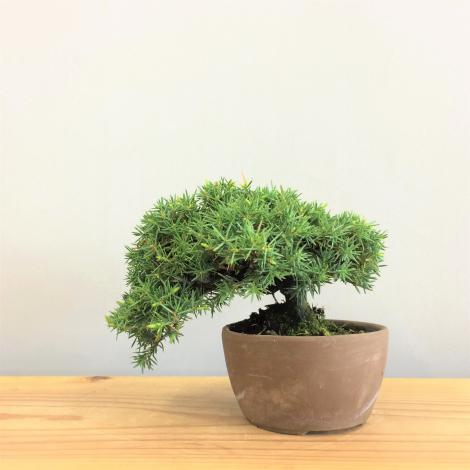 盆栽　八ツ房杜松