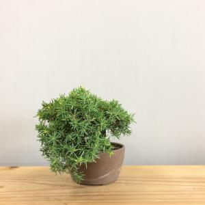盆栽　八ツ房杜松