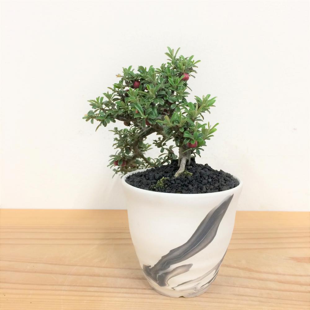ミニ盆栽 ベニシタン 懸崖/盆栽、多肉植物、塊根植物、観葉植物