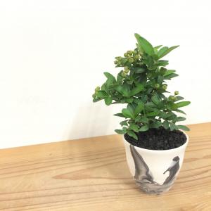 ミニ盆栽　ピラカンサ