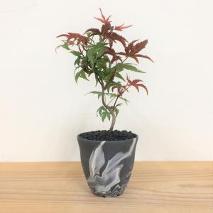 出猩々（デショウジョウ）もみじ小品盆栽【挿し木】【素材