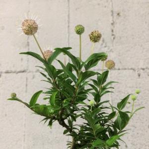 ミニ盆栽　タニワタリノキ