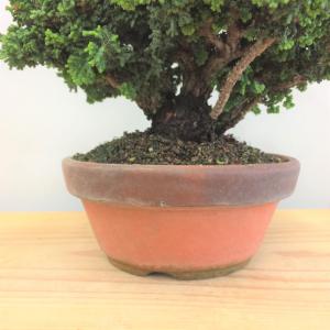 盆栽　石化桧　no.3