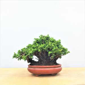 盆栽　石化桧　no.4