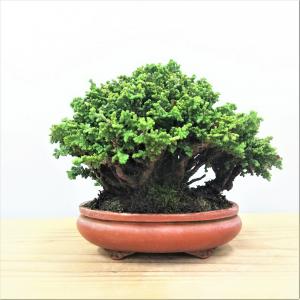 盆栽　石化桧　no.4