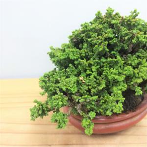 盆栽　石化桧　no.4