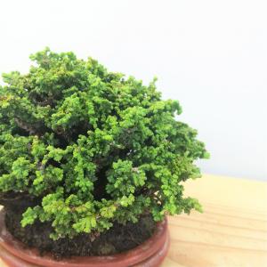 盆栽　石化桧　no.4