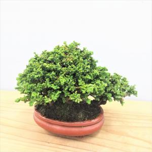 盆栽　石化桧　no.4
