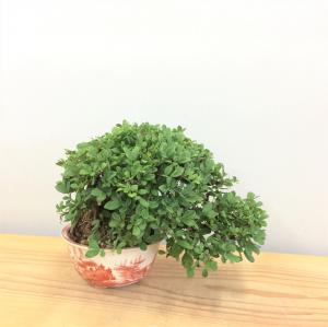 盆栽　群雀　-ムレスズメ-