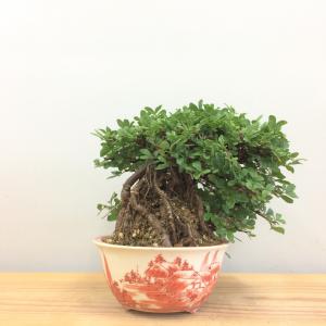 盆栽　群雀　-ムレスズメ-