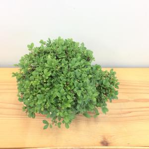 盆栽　群雀　-ムレスズメ-