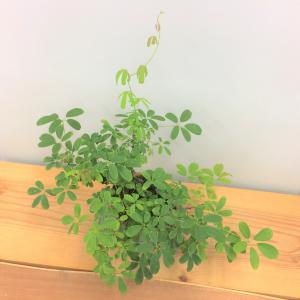 盆栽　五葉アケビ