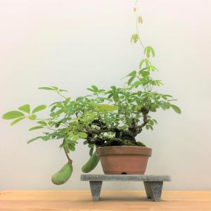 盆栽　五葉アケビ