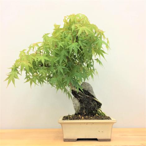 盆栽　山紅葉・ヤマモミジ　石付き