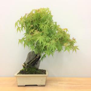 盆栽　山紅葉・ヤマモミジ　石付き