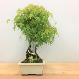 盆栽　山紅葉・ヤマモミジ　石付き