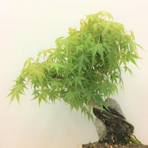 盆栽　山紅葉・ヤマモミジ　石付き