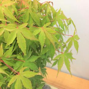 盆栽　山紅葉・ヤマモミジ　石付き