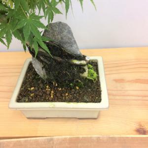 盆栽　山紅葉・ヤマモミジ　石付き