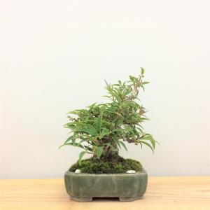 盆栽　小性梅　-コショウバイ -