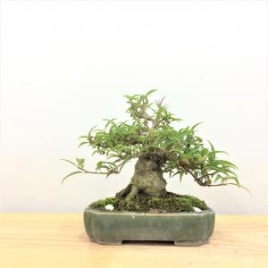 盆栽　小性梅　-コショウバイ -