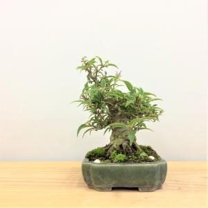 盆栽　小性梅　-コショウバイ -