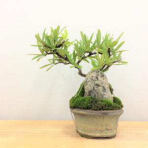 盆栽　タチバナモドキ