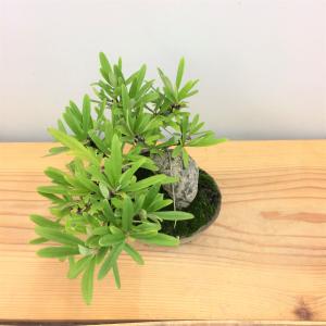 盆栽　タチバナモドキ
