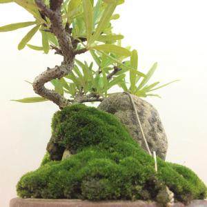 盆栽　タチバナモドキ