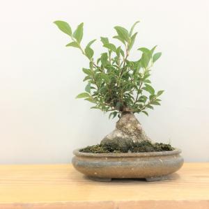 盆栽　八ツ房エゴノキ　