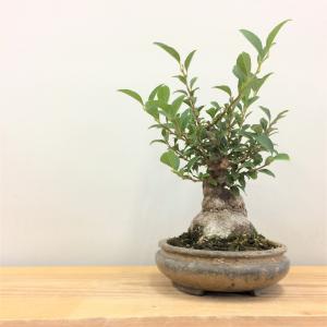 盆栽　八ツ房エゴノキ　