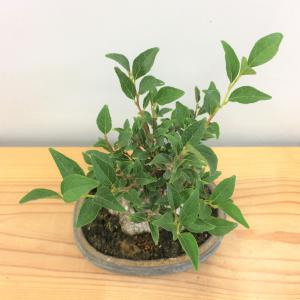 盆栽　八ツ房エゴノキ　