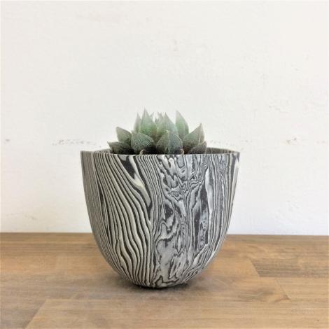 ハオルチア・ベヌスタ　layer pot植え　