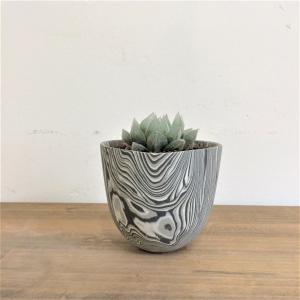 ハオルチア・ベヌスタ　layer pot植え　