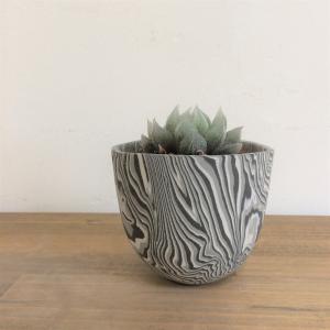 ハオルチア・ベヌスタ　layer pot植え　