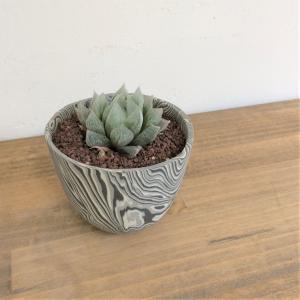 ハオルチア・ベヌスタ　layer pot植え　