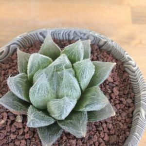 ハオルチア・ベヌスタ　layer pot植え　