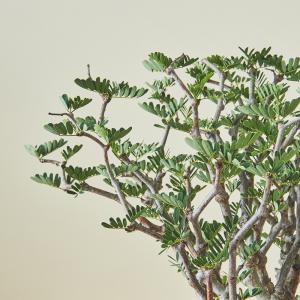 センナ　メリディオナリス