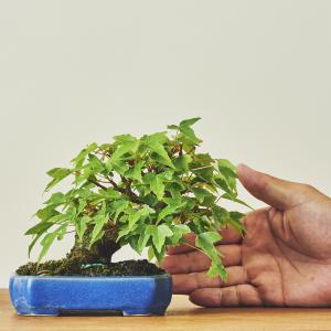 唐楓・トウカエデ