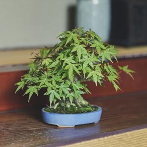 山紅葉・ヤマモミジ