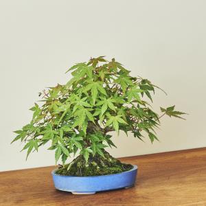 山紅葉・ヤマモミジ