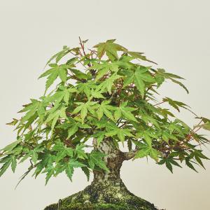山紅葉・ヤマモミジ
