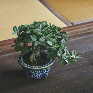 寒グミ