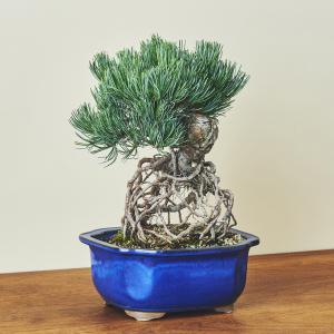 八房五葉松・ヤツブサゴヨウマツ