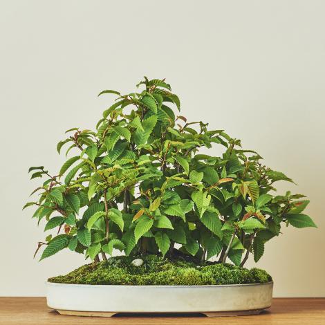 カナシデ 寄せ植え