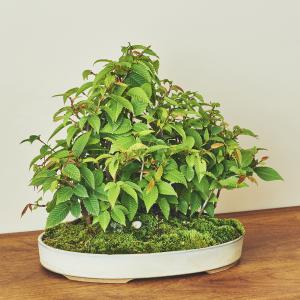 カナシデ 寄せ植え