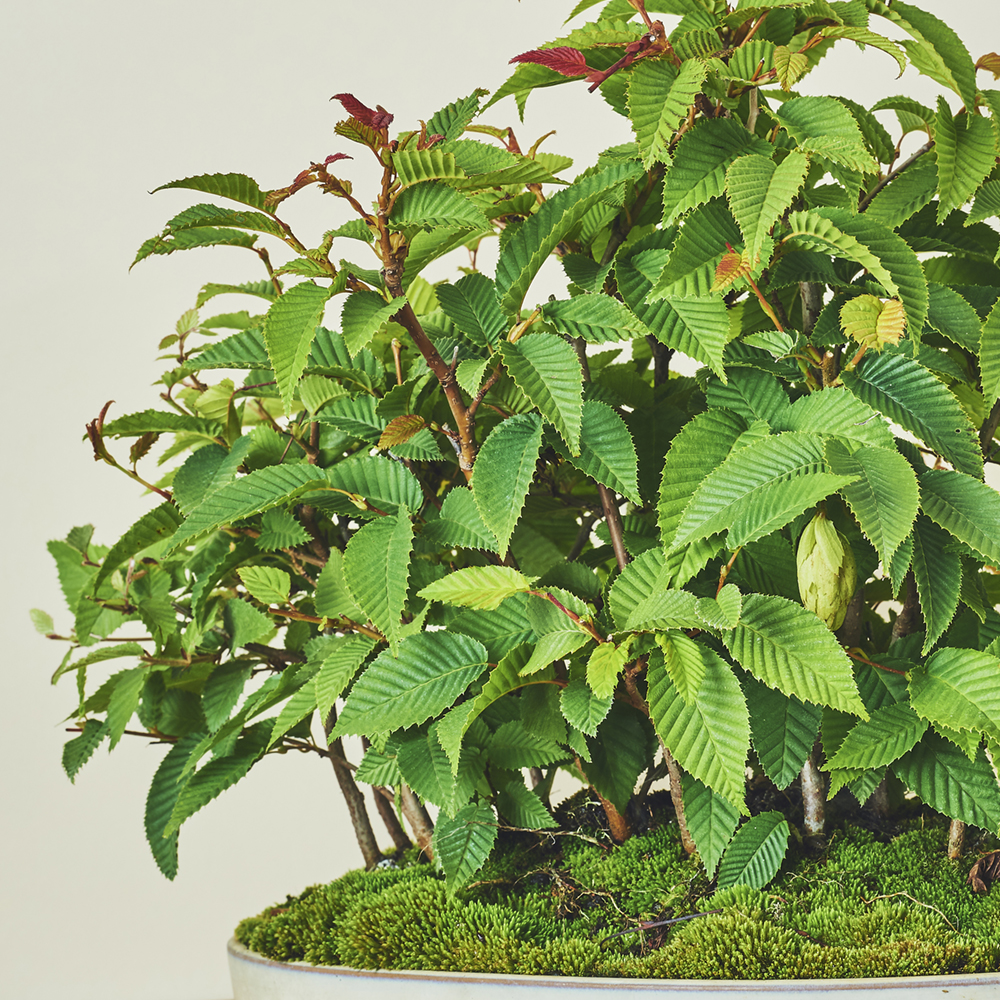 カナシデ 寄せ植え/盆栽、多肉植物、塊根植物、観葉植物通販