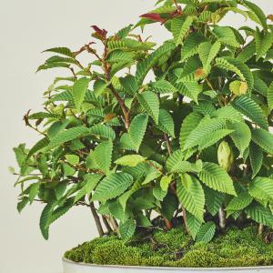カナシデ 寄せ植え