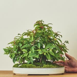 カナシデ 寄せ植え