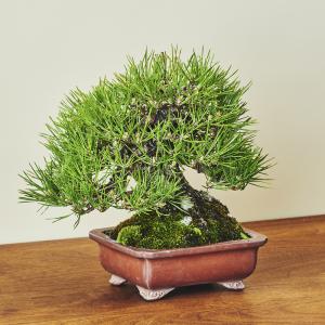 黒松・クロマツ